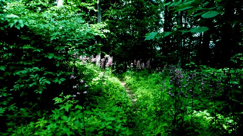 Kvetoucí lilie Sokolík